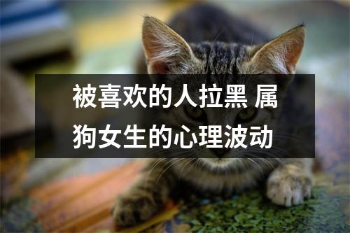 <h3>被喜欢的人拉黑属狗女生的心理波动