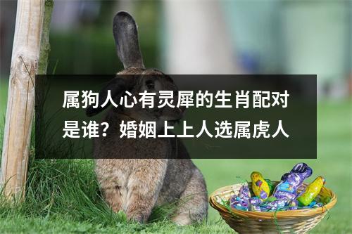 <h3>属狗人心有灵犀的生肖配对是谁？婚姻上上人选属虎人