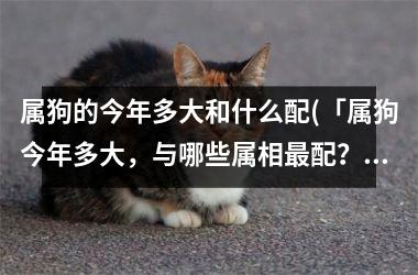 属狗的今年多大和什么配(「属狗今年多大，与哪些属相配？」)