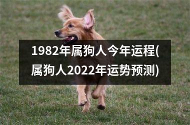 1982年属狗人今年运程(属狗人2025年运势预测)