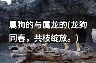 属狗的与属龙的(龙狗同春，共枝绽放。)