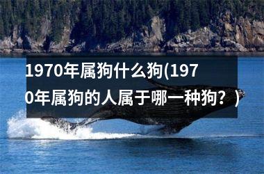 <h3>1970年属狗什么狗(1970年属狗的人属于哪一种狗？)