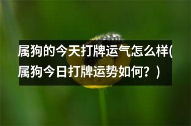 <h3>属狗的今天打牌运气怎么样(属狗今日打牌运势如何？)