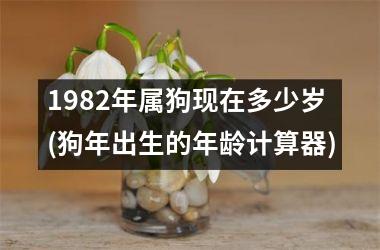 1982年属狗现在多少岁(狗年出生的年龄计算器)
