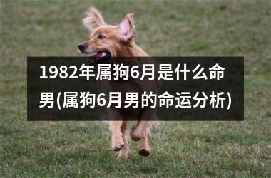 1982年属狗6月是什么命男(属狗6月男的命运分析)