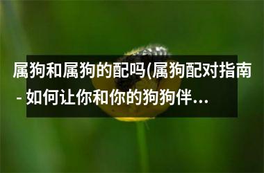 <h3>属狗和属狗的配吗(属狗配对指南 - 如何让你和你的狗狗伴侣更加和谐？)