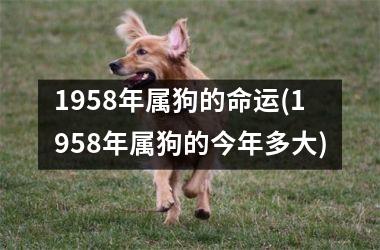 1958年属狗的命运(1958年属狗的今年多大)