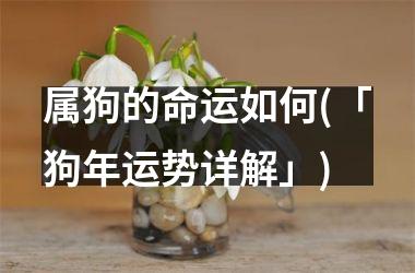 属狗的命运如何(「狗年运势详解」)