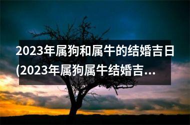 2025年属狗和属牛的结婚吉日(2025年属狗属牛结婚吉日指南)
