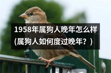 <h3>1958年属狗人晚年怎么样(属狗人如何度过晚年？)