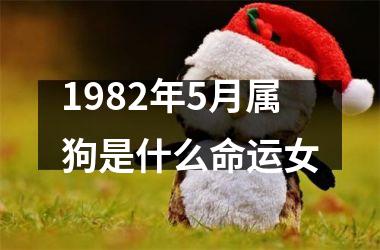<h3>1982年5月属狗是什么命运女