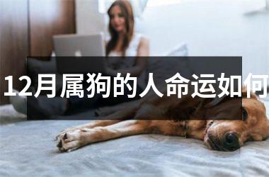 12月属狗的人命运如何