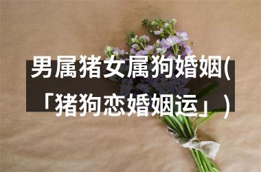 <h3>男属猪女属狗婚姻(「猪狗恋婚姻运」)