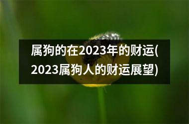 属狗的在2025年的财运(2025属狗人的财运展望)