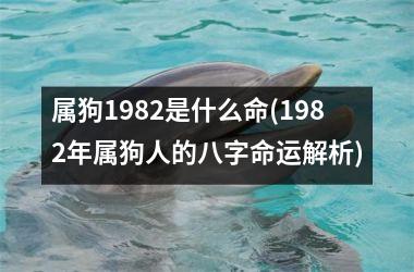 属狗1982是什么命(1982年属狗人的八字命运解析)