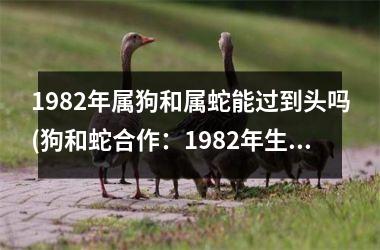 1982年属狗和属蛇能过到头吗(狗和蛇合作：1982年生肖命运预测！)