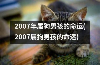 <h3>2007年属狗男孩的命运(2007属狗男孩的命运)