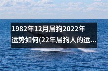1982年12月属狗2025年运势如何(22年属狗人的运势预测)