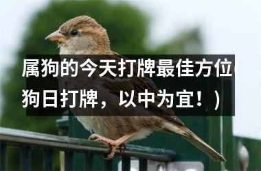 属狗的今天打牌最佳方位(狗日打牌，以中为宜！)