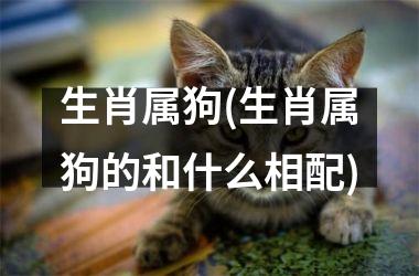 <h3>生肖属狗(生肖属狗的和什么相配)