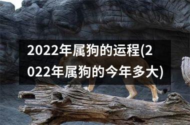 2022年属狗的运程(2022年属狗的今年多大)