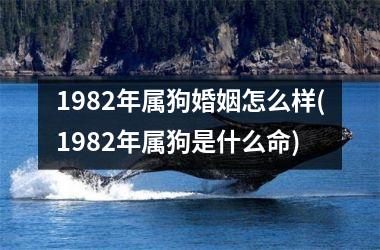 <h3>1982年属狗婚姻怎么样(1982年属狗是什么命)