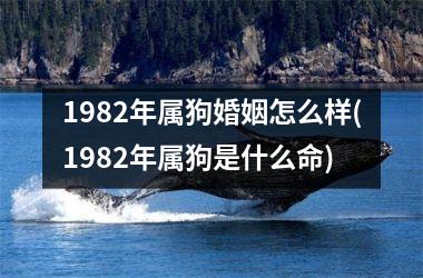 1982年属狗婚姻怎么样(1982年属狗是什么命)