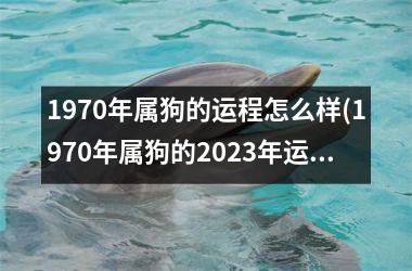 1970年属狗的运程怎么样(1970年属狗的2023年运势和财运怎么样)