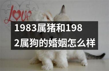 1983属猪和1982属狗的婚姻怎么样