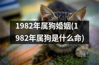 <h3>1982年属狗婚姻(1982年属狗是什么命)