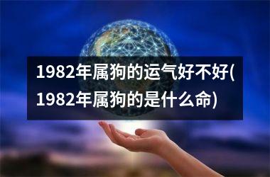 1982年属狗的运气好不好(1982年属狗的是什么命)