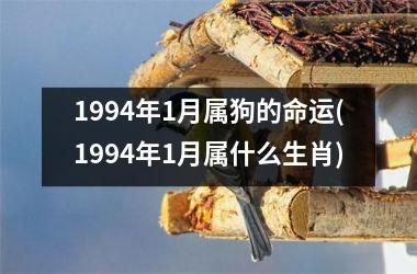 <h3>1994年1月属狗的命运(1994年1月属什么生肖)