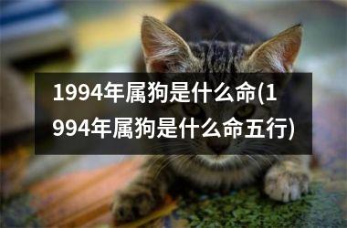 <h3>1994年属狗是什么命(1994年属狗是什么命五行)