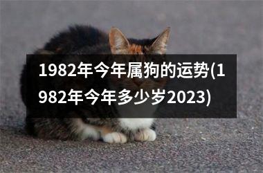 1982年今年属狗的运势(1982年今年多少岁2023)