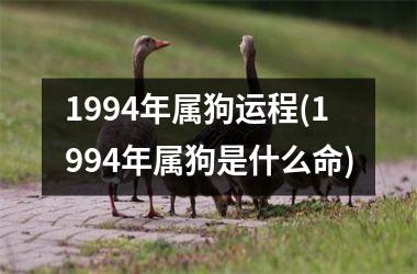 1994年属狗运程(1994年属狗是什么命)