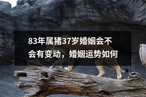 83年属猪37岁婚姻会不会有变动，婚姻运势如何