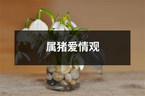 属猪爱情观