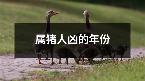 属猪人凶的年份