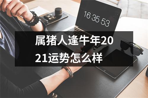属猪人逢牛年2025运势怎么样
