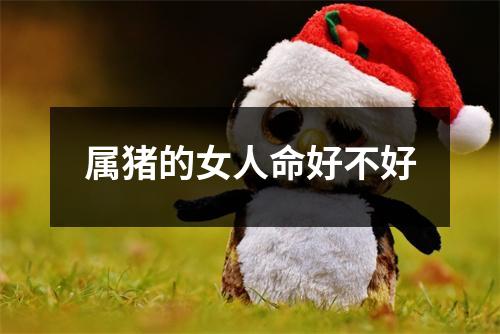 属猪的女人命好不好