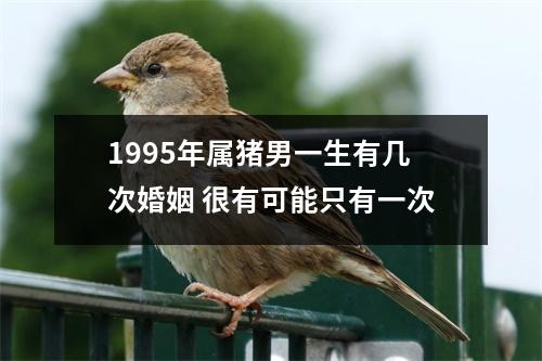 1995年属猪男一生有几次婚姻很有可能只有一次