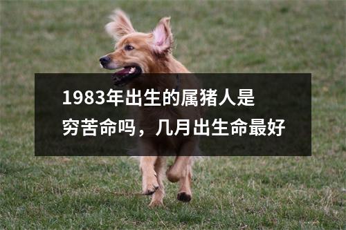 1983年出生的属猪人是穷苦命吗，几月出生命好