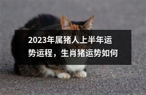2025年属猪人上半年运势运程，生肖猪运势如何