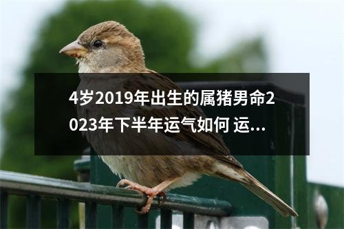 4岁2019年出生的属猪男命2025年下半年运气如何运势详解