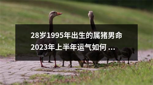 28岁1995年出生的属猪男命2025年上半年运气如何运势详解