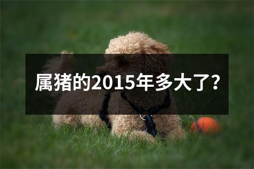 属猪的2015年多大了？