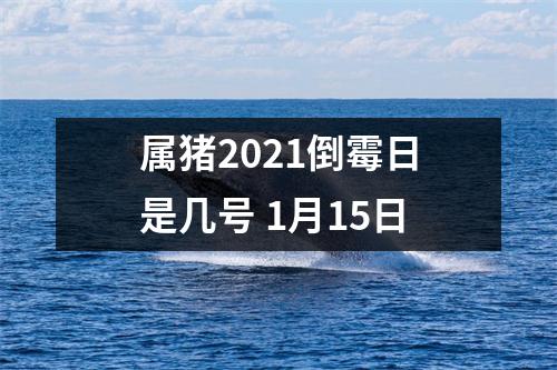 属猪2025倒霉日是几号1月15日