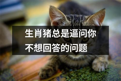 生肖猪总是逼问你不想回答的问题