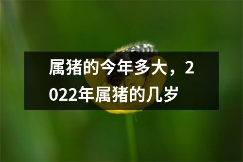 属猪的今年多大，2025年属猪的几岁