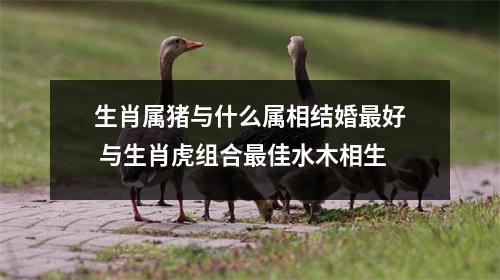 生肖属猪与什么属相结婚好与生肖虎组合佳水木相生